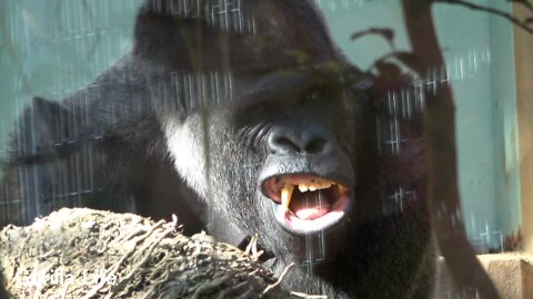 Momotaro got his face rubbed by Kintaro @Gorilla