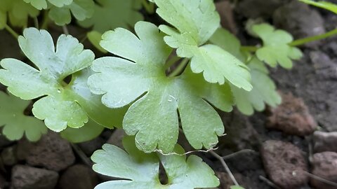 Searching for Four Leaf Clovers 🍀 (Part 1)