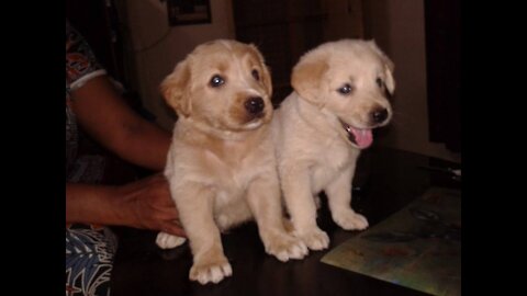 Dog Possessive # Dog love # lab dog # dogs twining