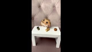 Tiny dinner time with tiny little hamster is just so precious