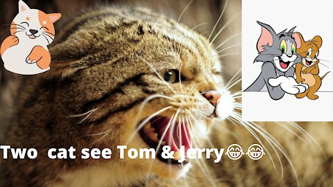 When two funny cat 🐈 see Tom and Jerry