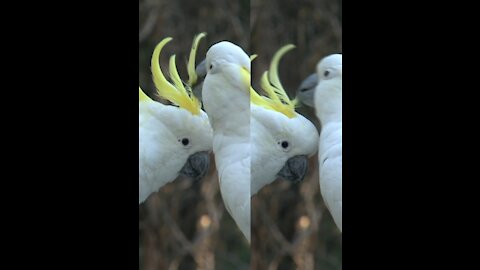 White birds love each other 2021