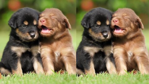 Cute Puppies Dogs Friendship