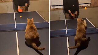 Athletic Cat Turns Out To Be A Table Tennis Pro