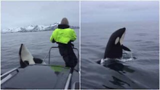 Norvegia: l'orca pensa di essere un cane!