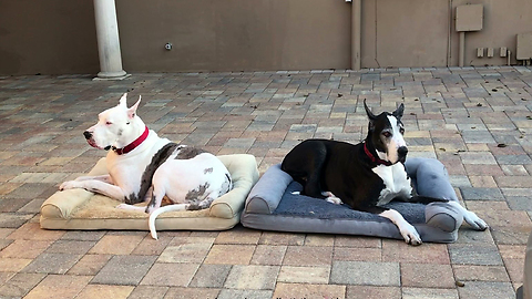 Happy Great Dane Bookends Love Their Dog Beds