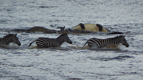 Crocodiles Brutally Ambush Zebras During Migration: SNAPPED IN THE WILD