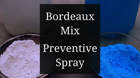 Bordeaux Mixture Preparation: Preventive Spray for black spot & other plant diseases