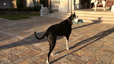 Clever Great Dane Delivers Newspaper to her Front Door