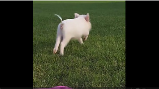 Mini pig chases after her human friend