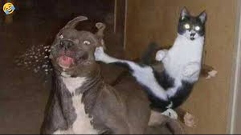 CATS vs DOGS themselves 2023 What they allow FUNNY ANIMALS VIDEOS.