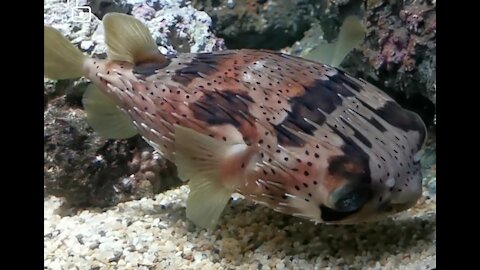 Cyclichthys orbicularis in Xpark Taoyuan, Taipei