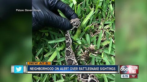 Neighbors on alert after second rattlesnake spotted in St. Pete's Shore Acres neighborhood