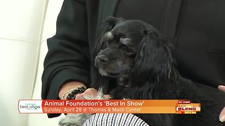 The Animal Foundation Presents "Best In Show"