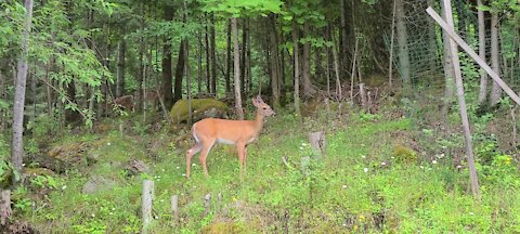 Fawns playing in the bush