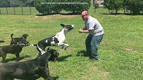 Great Danes and Friends Have Fun Roughhousing