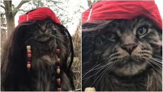 This cat could be the star of 'Pirates of the Caribbean!'