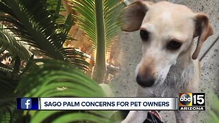 Sago Palm concerns for pet owners