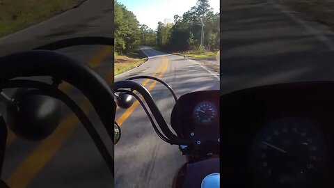 Doggo wanted to race? | Harley Davidson Sportster Iron 1200