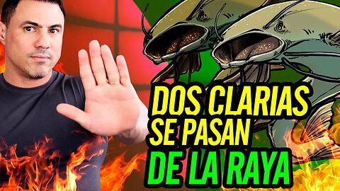 💪 Dos Clarias se pasan de la raya 💪