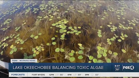 Managing Lake O: Balancing toxic algae