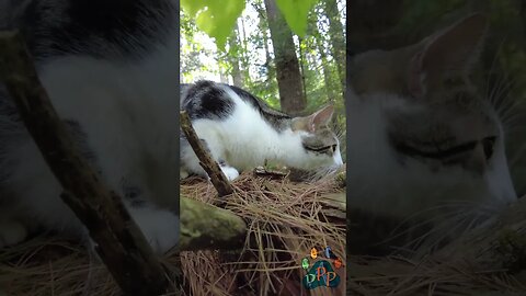 Marshall through the leaves.