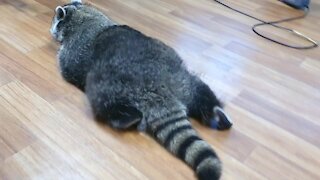 Lazy Raccoon crawls like a turtle to eat snacks