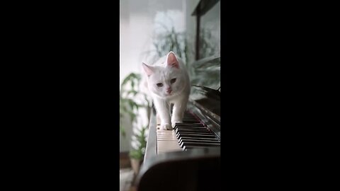 My Cat loves playing piano #cat #comedy #cute #youtubeshorts #funny #pets #petsofyoutube #shorts