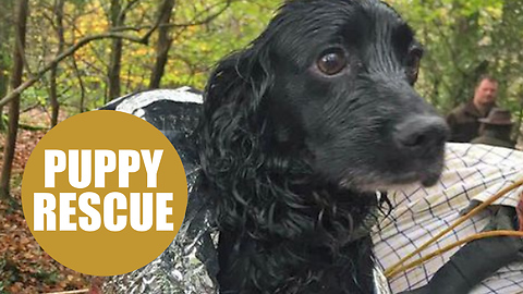 A cocker spaniel had a lucky escape after being resuced from a 100ft mine shaft