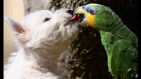 Cute puppy and parrot friendship - kissing each other