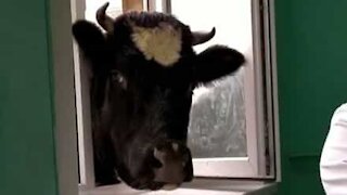 Curieuse, cette vache veut suivre un cours vétérinaire