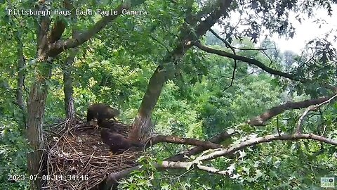Hays Eagles H19 steals fish from H20 (H20 has a full crop)! 07-06-2023 14:34