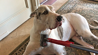 Deaf Great Dane loves to be vacuumed by owner