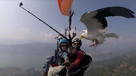 Vulture Joins Father And Son On Paragliding Adventure