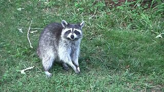 Raccoons eating some cookies