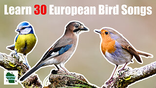 Learn 30 Common Garden Bird Songs and Calls (UK/Europe)