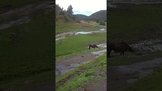 Horses grazing shortly before flood