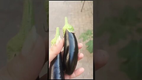 #baengan chany #home garden #ghar ki sabzi #desi garden vlog #brinjal chana yammy.