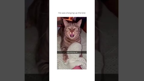 Charge And Atttack #memes #reels #love #cat #instagram #tiktok #shorts
