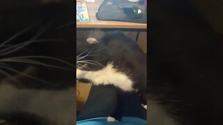 kitty gets pets #shorts #shortsvideo #shortsfeed #youtubeshorts #catvideos #cute