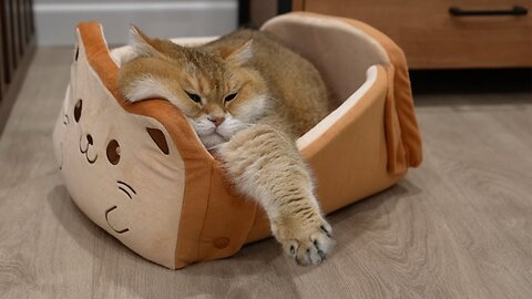 The new Toasty Cat Bread Bed is here