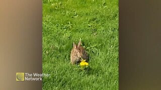 Bunny dinner time and the buffet is plentiful