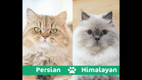 Persian Cat VS. Himalayan Cat