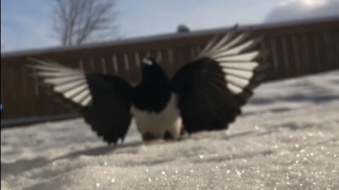 Clash of Magpie birds in ice 🧊 sunny ☀️ day in Canada 🇨🇦