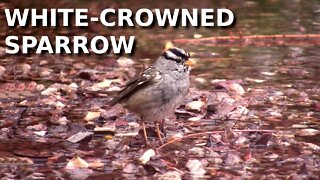 White-crowned Sparrow bathing in a puddle