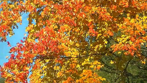 Pennsylvania Fall Foliage 2023 - Part 2