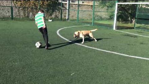 Meet Glen, the Cristiano Ronaldo of dogs