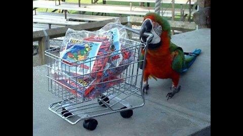 Parrot Shopping in the mall #funny #video#shorts