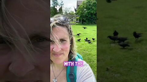 How to befriend crows 🐦‍⬛🐦‍⬛🐦‍⬛ #podcast #animalspirit #corvids