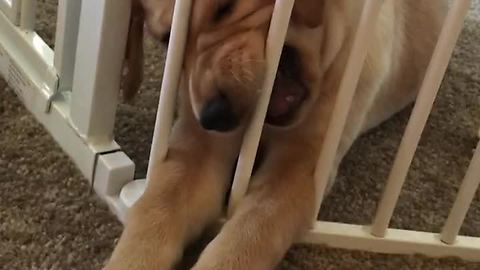 Sassy Lab Puppy Doesn't Like Being Locked Behind Bars